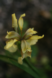 Iris foetidissima RCP5-09 2.jpg